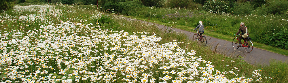 Transport Initiatives